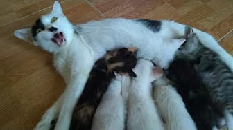 Post 1 by Cute Kittens on YouTube (video)