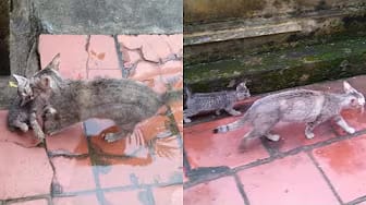 Post 3 by Cute Kittens on YouTube (video)