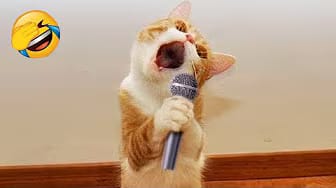 Post 6 by Pets Corner on YouTube (video)