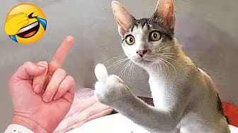 Post 3 by Pets Corner on YouTube (video)