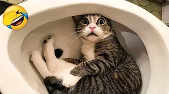 Post 2 by Pets Corner on YouTube (video)