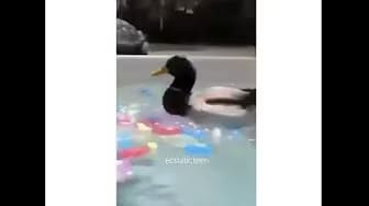 Post 5 by Memes 2.0 on YouTube (video)