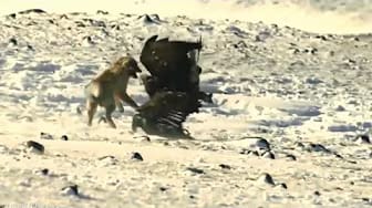 Post 1 by Best Animal Tube on YouTube (video)