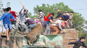 Post 3 by Best Animal Tube on YouTube (video)