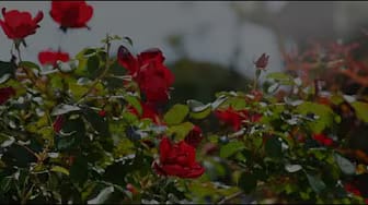 Post 2 by Maddie on YouTube (video)