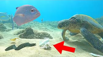 Post 8 by Ace Underwater on YouTube (video)