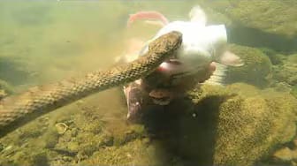 Post 2 by Ace Underwater on YouTube (video)