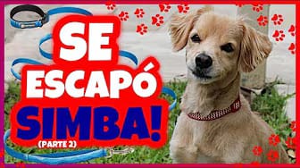 Post 2 by Simba El Travieso on YouTube (video)