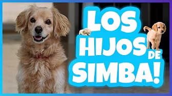 Post 8 by Simba El Travieso on YouTube (video)
