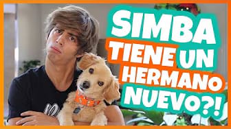 Post 4 by Simba El Travieso on YouTube (video)