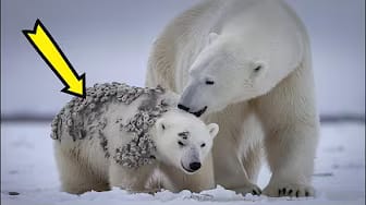 Post 2 by Super Cute Critters on YouTube (video)