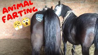 Post 9 by Paw My Heart on YouTube (video)