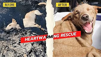 Post 6 by Paw My Heart on YouTube (video)