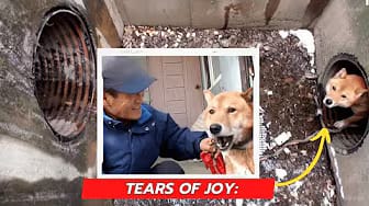 Post 7 by Paw My Heart on YouTube (video)