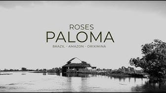 Post 7 by Paloma on YouTube (video)