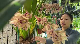 Post 3 by T4 Orchids on YouTube (video)