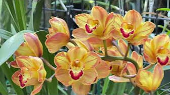 Post 2 by T4 Orchids on YouTube (video)