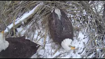 Post 1 by Xcel Energy Fort St. Vrain Eagles (top view) on YouTube (video)