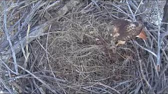 Post 4 by Xcel Energy Fort St. Vrain Eagles (top view) on YouTube (video)