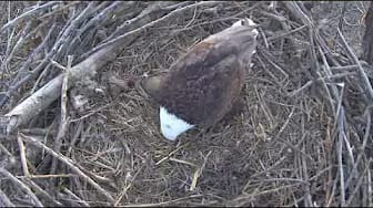 Post 2 by Xcel Energy Fort St. Vrain Eagles (top view) on YouTube (video)