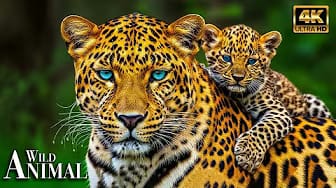 Post 7 by Natural Life on YouTube (video)