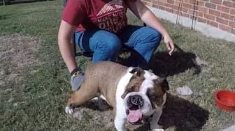 Post 1 by Shiny Pet Company on YouTube (video)