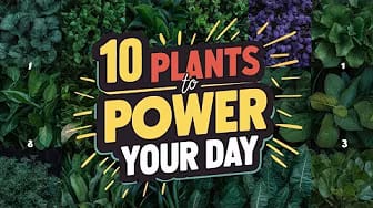 Post 5 by WellnessThroughPlants channel on YouTube (video)
