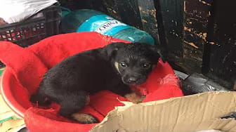Post 9 by Animal Hope shelter on YouTube (video)