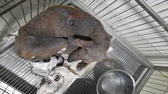 Post 8 by Animal Hope shelter on YouTube (video)