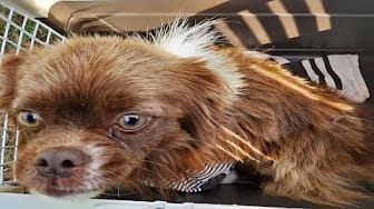 Post 3 by Animal Hope shelter on YouTube (video)