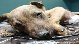 Post 6 by Animal Hope shelter on YouTube (video)