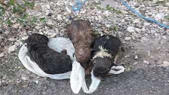 Post 5 by Animal Hope shelter on YouTube (video)