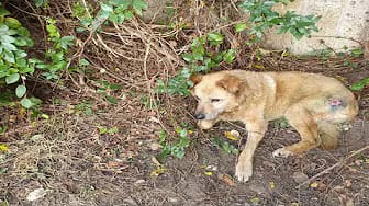 Post 2 by Animal Hope shelter on YouTube (video)