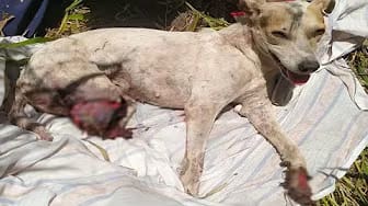 Post 4 by Animal Hope shelter on YouTube (video)