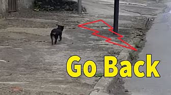 Post 1 by Animal Hope shelter on YouTube (video)