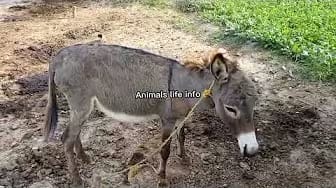 Post 10 by Animals life info on YouTube (video)