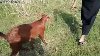Post 8 by Animals life info on YouTube (video)