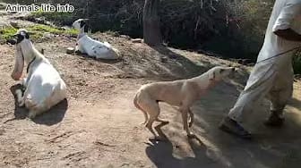 Post 5 by Animals life info on YouTube (video)