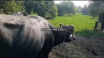Post 1 by Animals life info on YouTube (video)