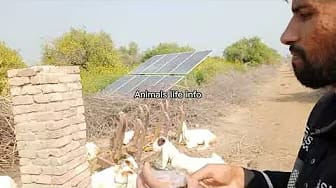 Post 6 by Animals life info on YouTube (video)
