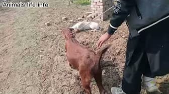Post 3 by Animals life info on YouTube (video)