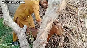 Post 2 by Animals life info on YouTube (video)