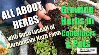 Post 9 by Morningsun Herb Farm on YouTube (video)