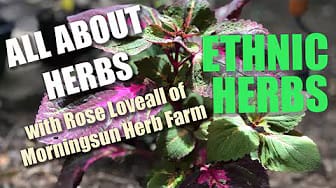 Post 10 by Morningsun Herb Farm on YouTube (video)