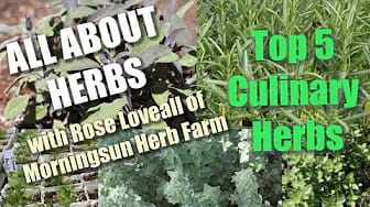 Post 1 by Morningsun Herb Farm on YouTube (video)