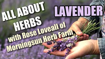 Post 7 by Morningsun Herb Farm on YouTube (video)