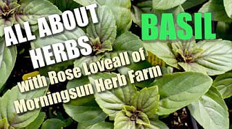 Post 2 by Morningsun Herb Farm on YouTube (video)