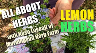 Post 6 by Morningsun Herb Farm on YouTube (video)
