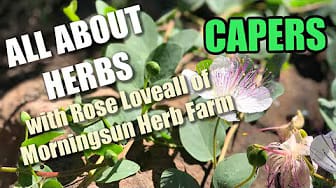 Post 4 by Morningsun Herb Farm on YouTube (video)
