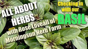 Post 3 by Morningsun Herb Farm on YouTube (video)